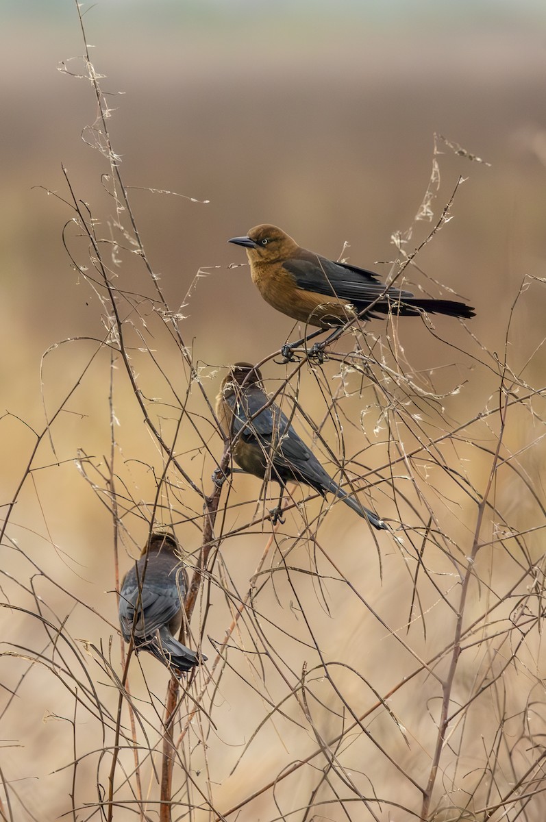 Boat-tailed Grackle - ML643446011