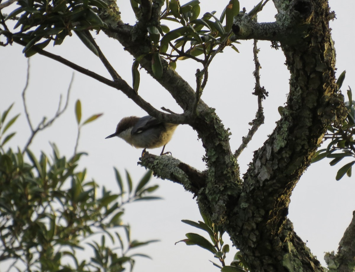Brown-headed Nuthatch - ML643446022