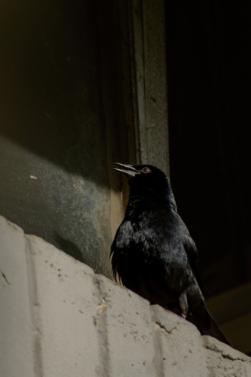 Melodious Blackbird - ML643446029