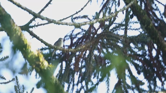 Olivaceous Elaenia - ML643446043