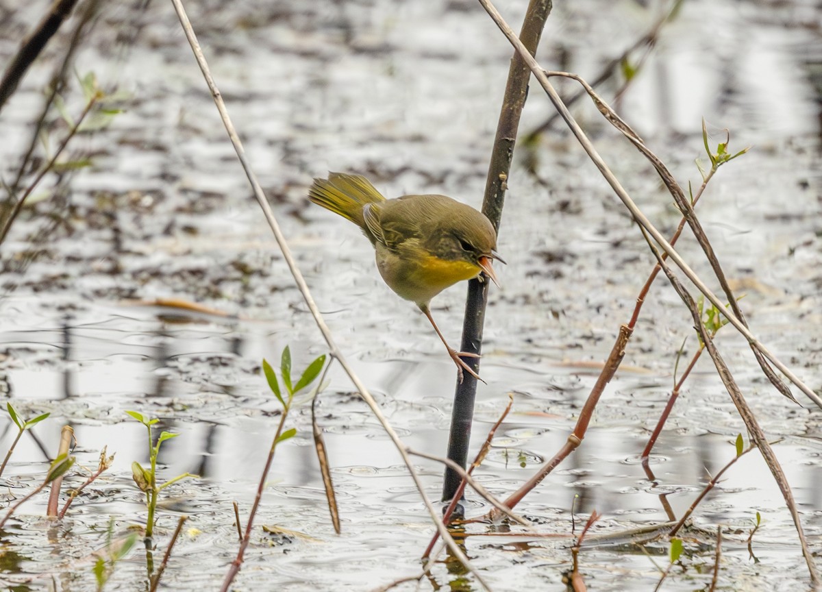 Common Yellowthroat - ML643446044
