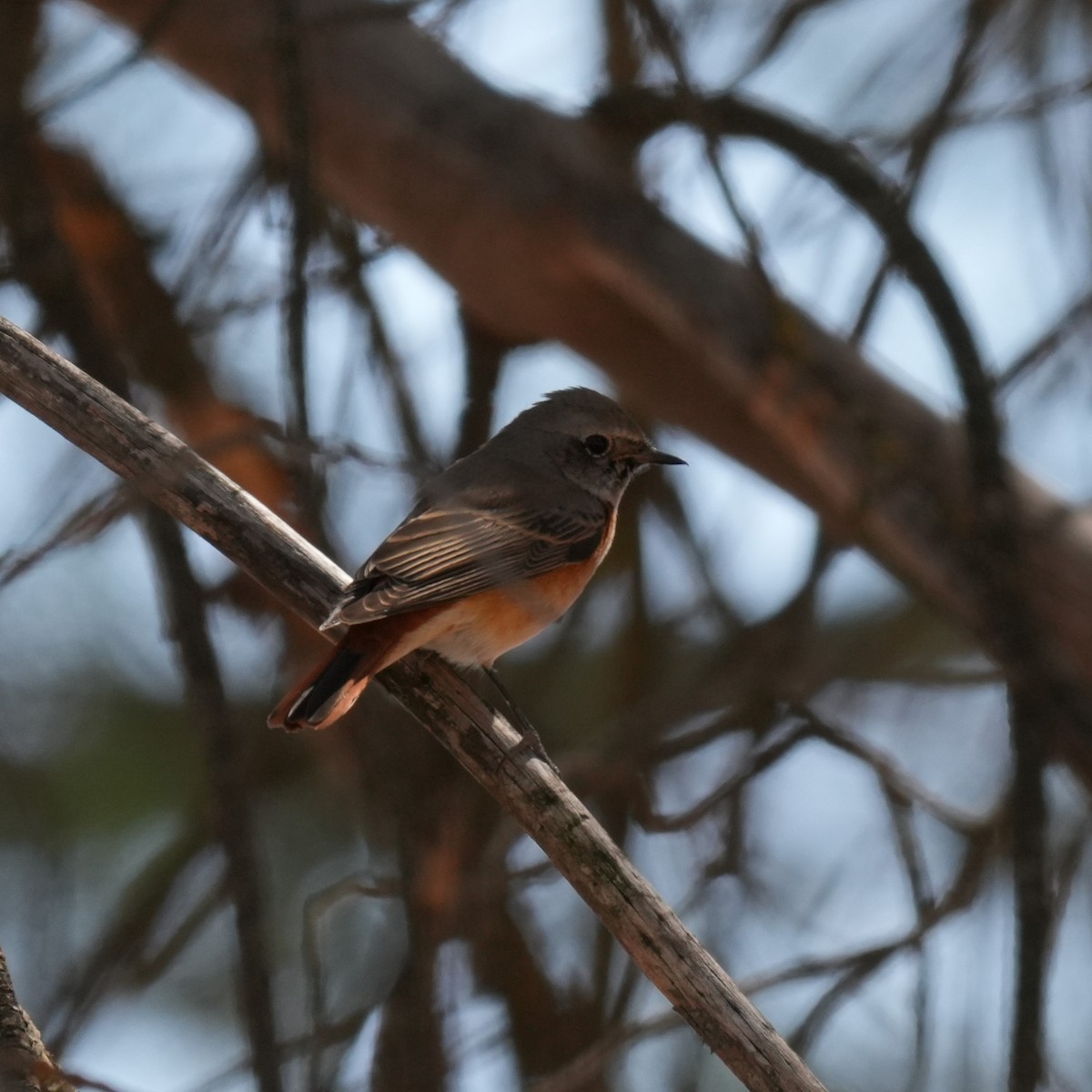 Common Redstart - ML643446045