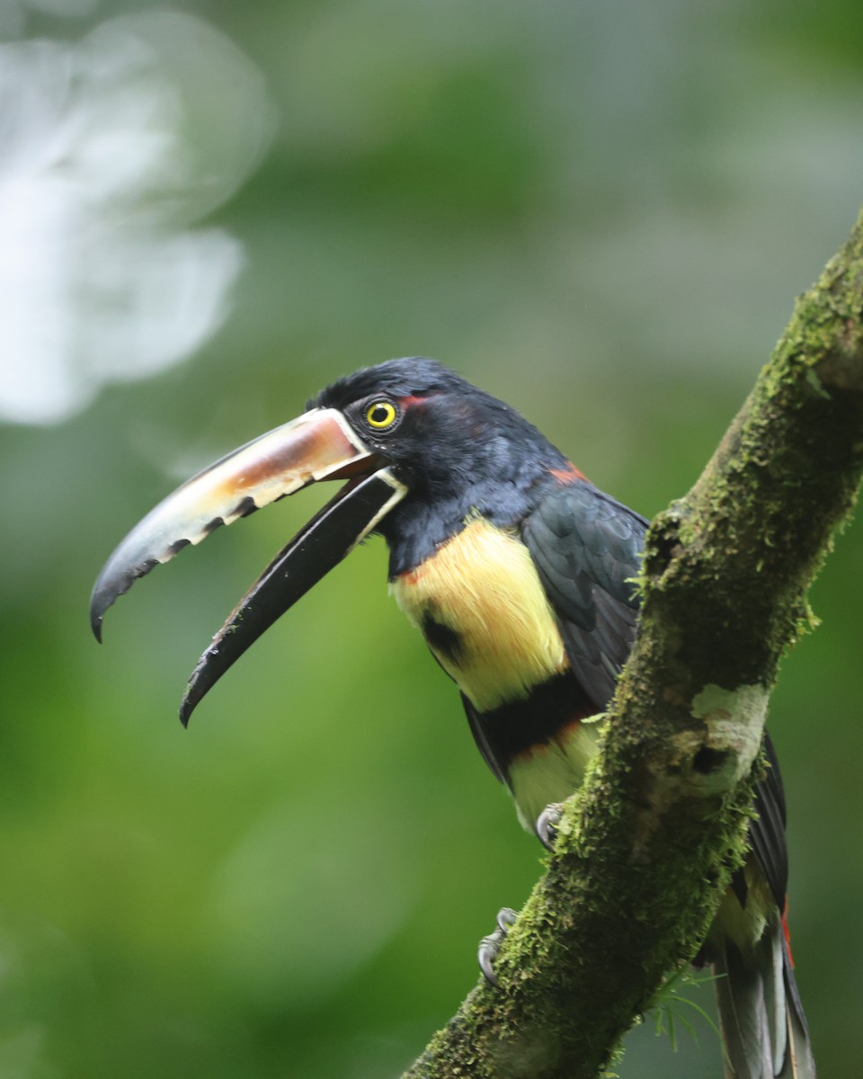 Collared Aracari - ML643446055