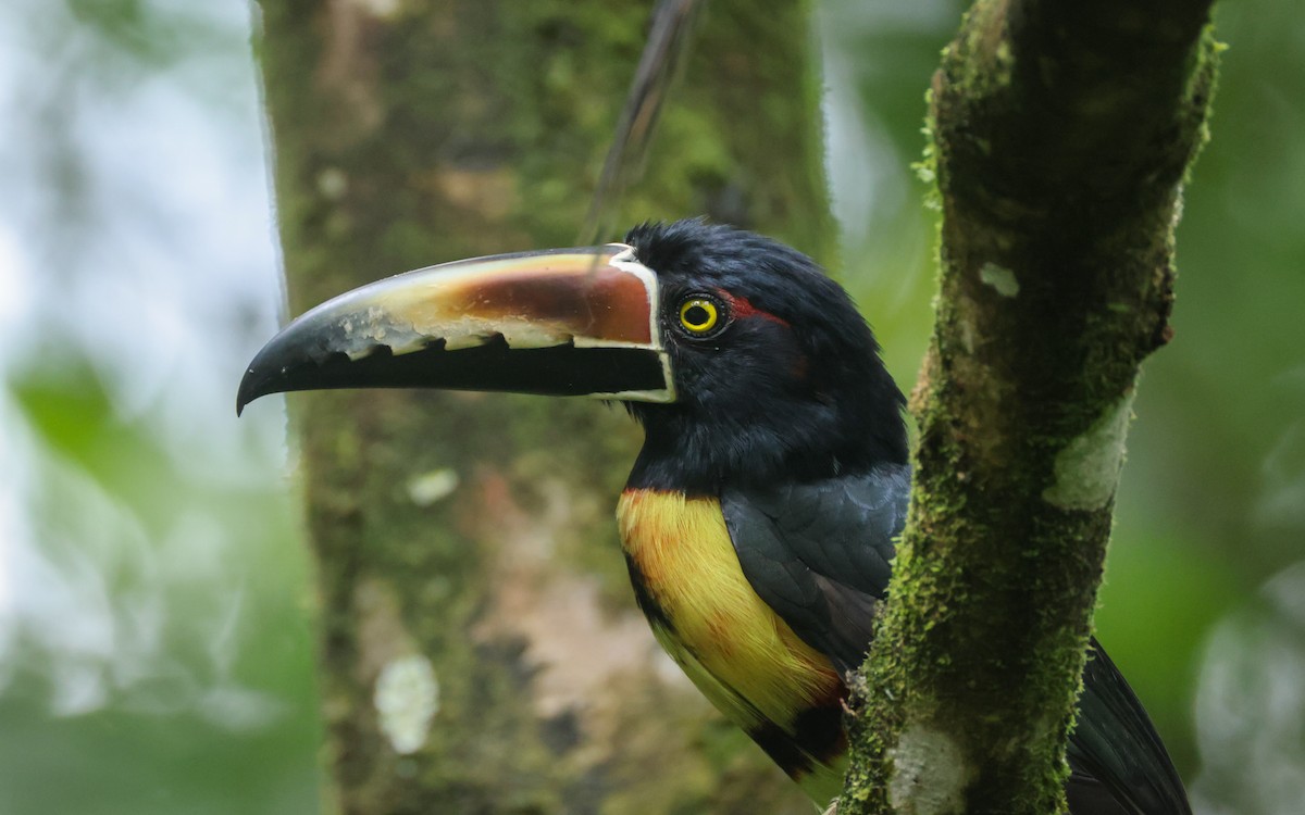 Collared Aracari - ML643446056