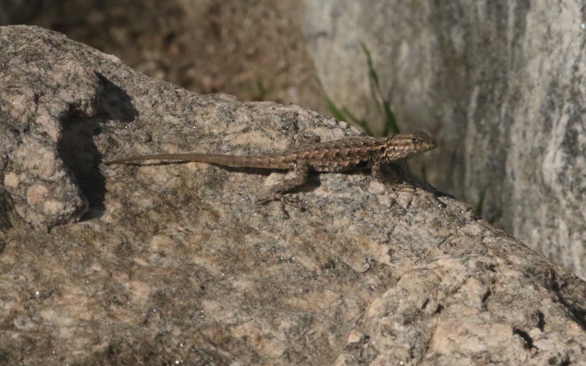 Western Side-blotched Lizard - ML643446071