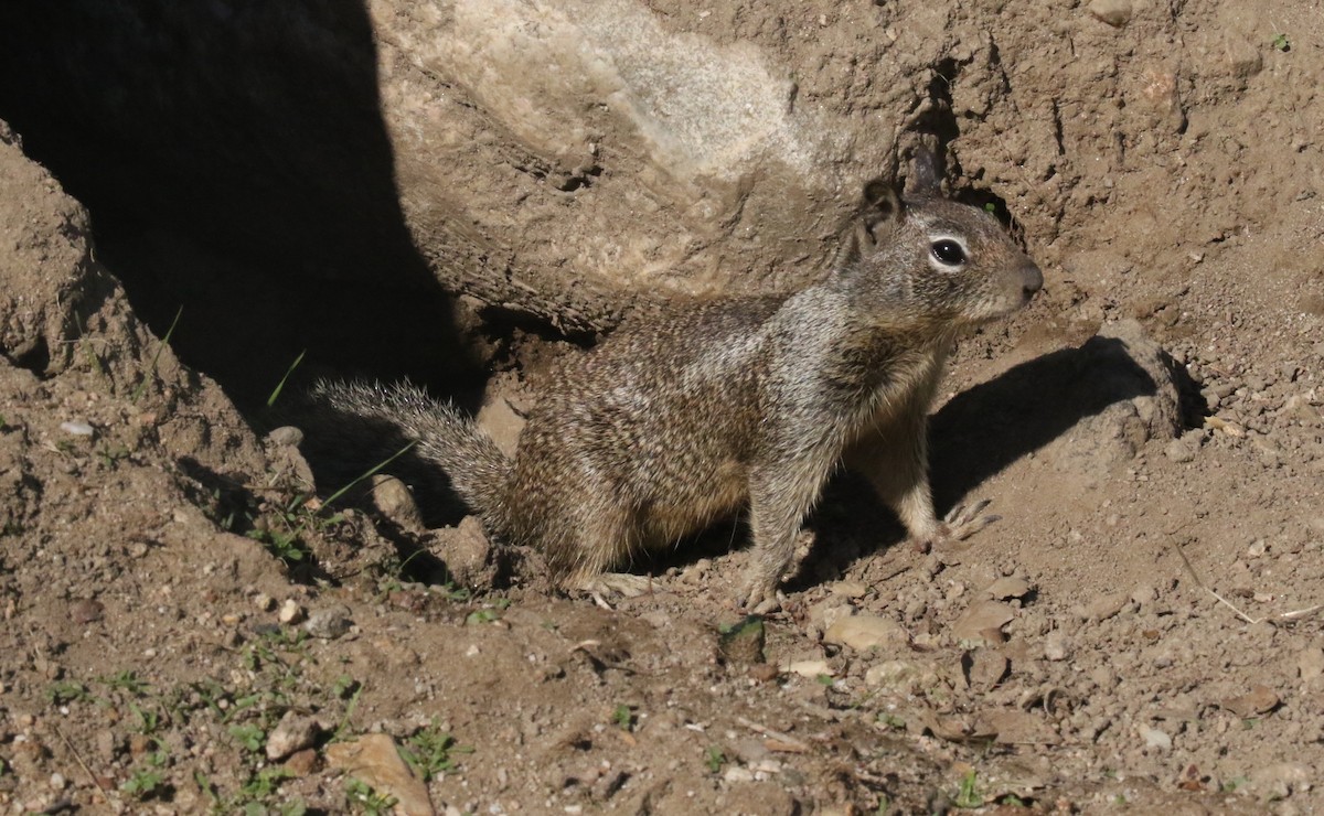 Citello della California - ML643446073