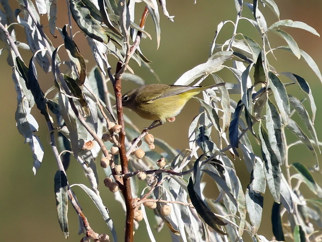Orange-crowned Warbler - ML643446075