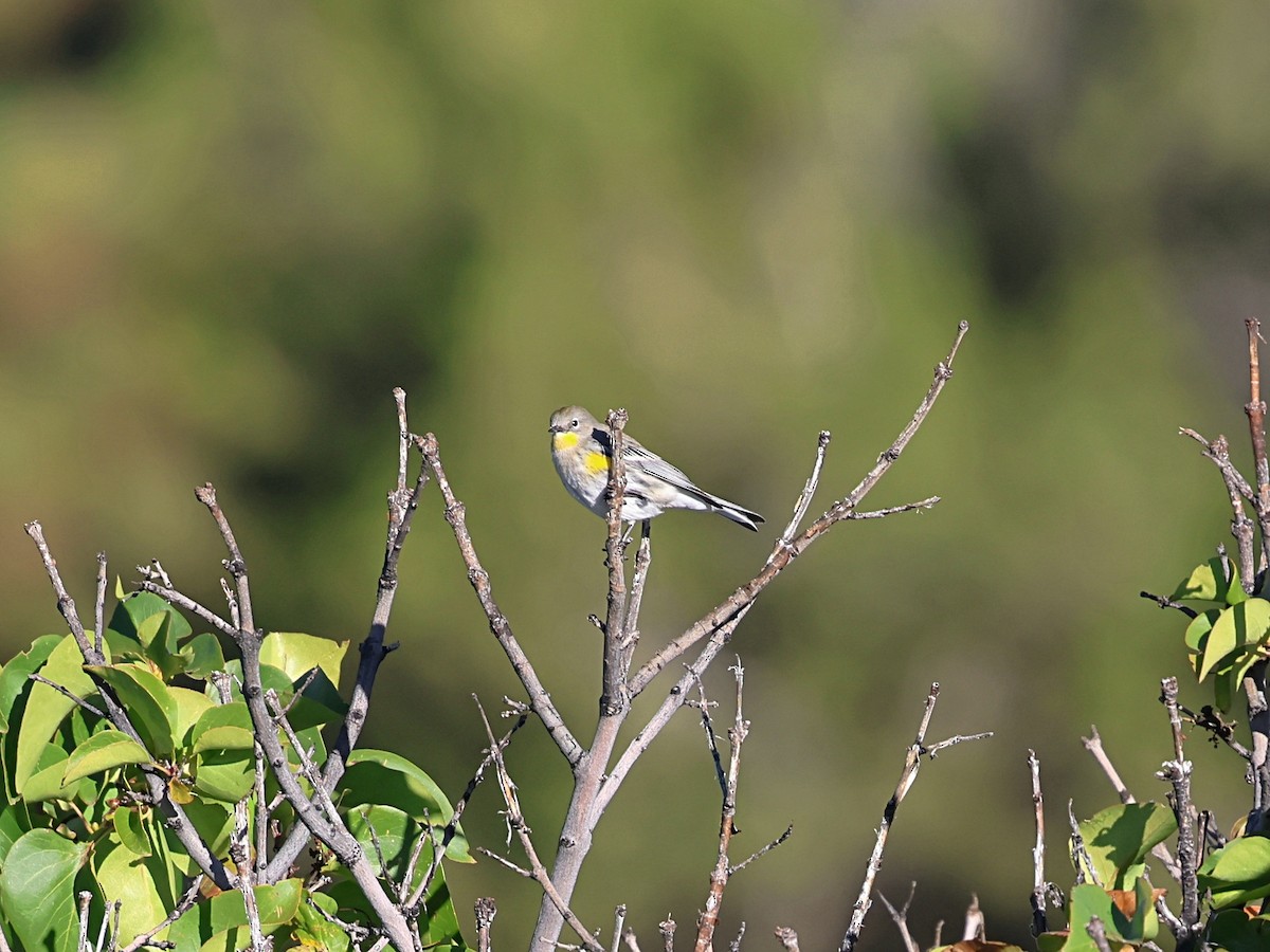 Yellow-rumped Warbler - ML643446086