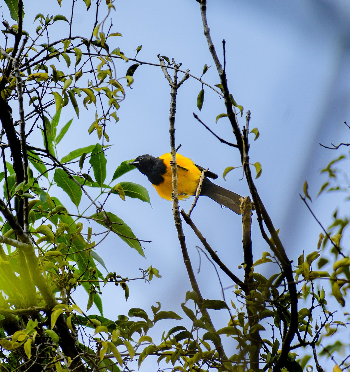 Bar-winged Oriole - ML643446087