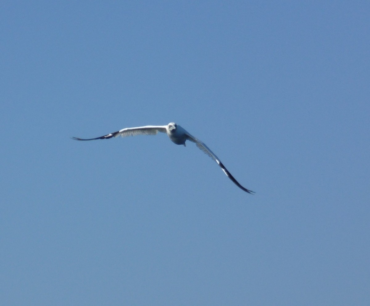 Northern Gannet - ML643446089