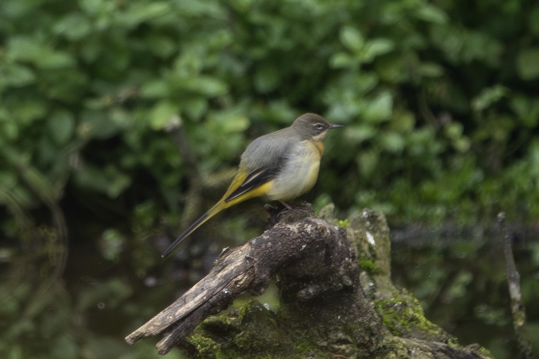 Gray Wagtail - ML643446104
