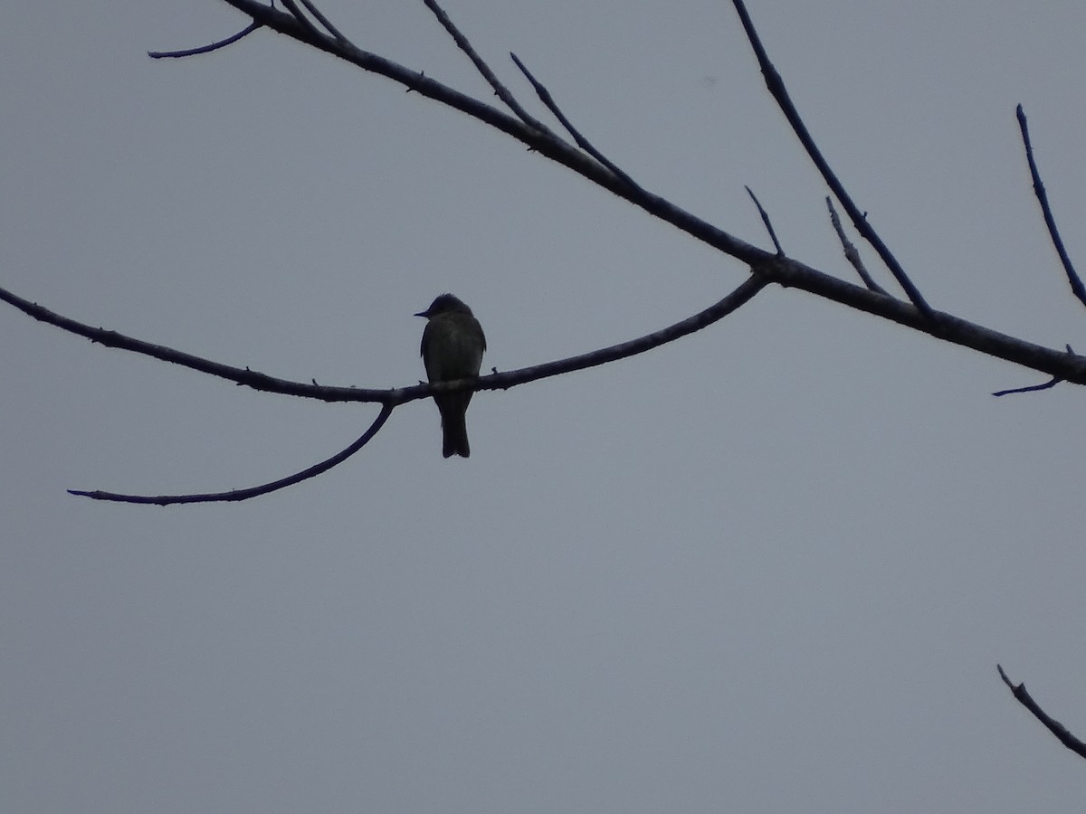 Blackish Pewee - ML643446106