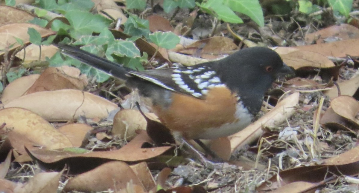 ホシワキアカトウヒチョウ - ML643446129