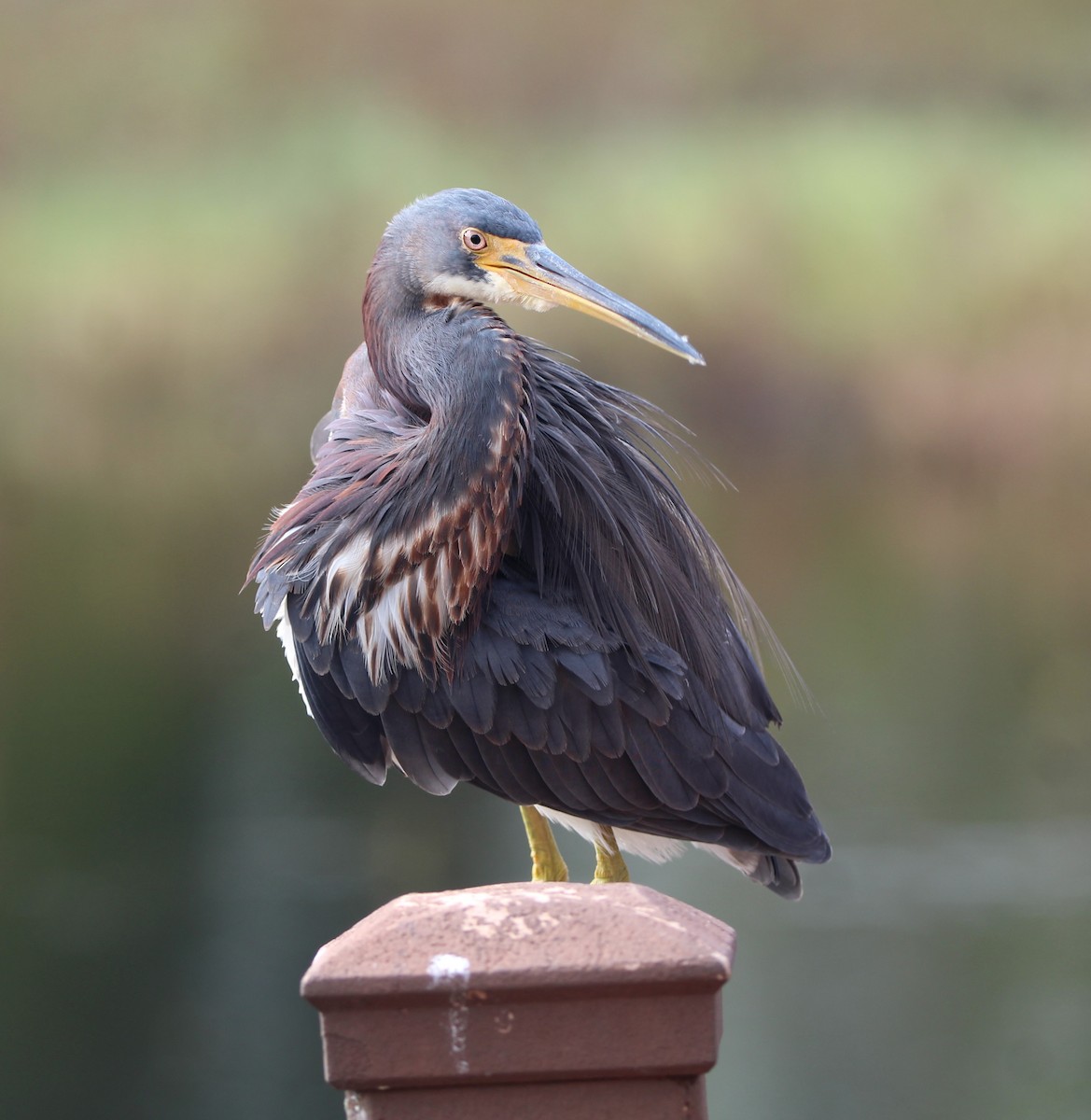 サンショクサギ - ML643446153