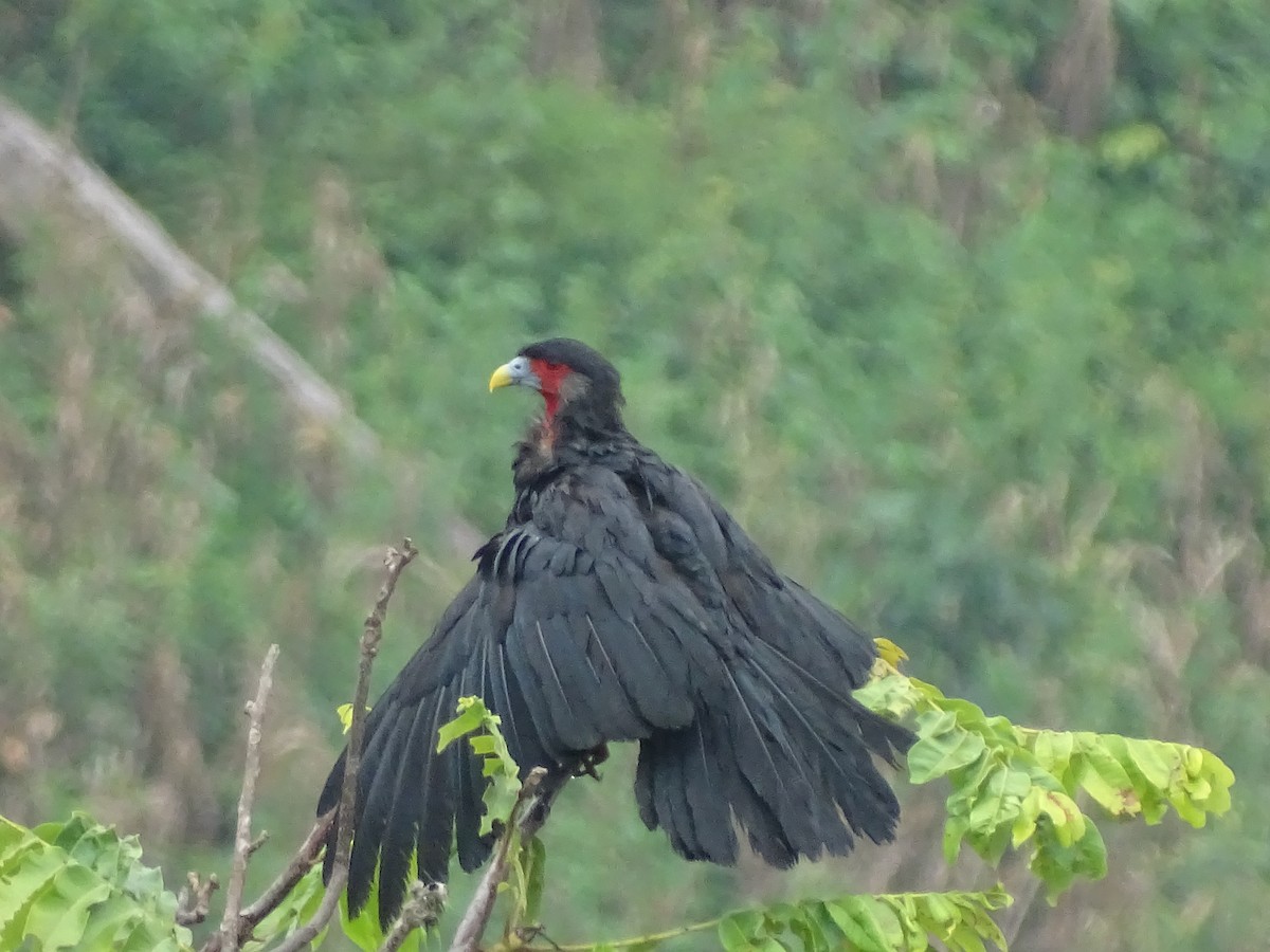 Red-throated Caracara - ML643446173