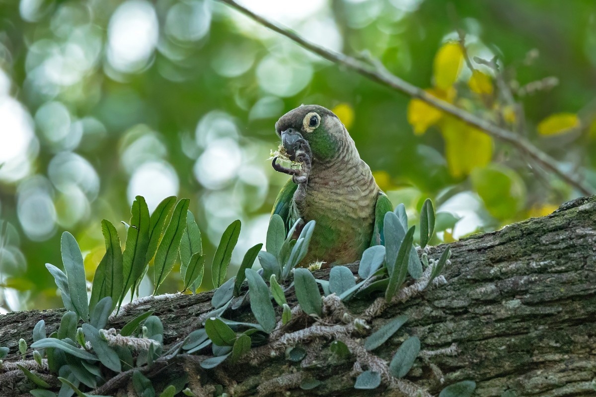 Green-cheeked Parakeet - ML643446191