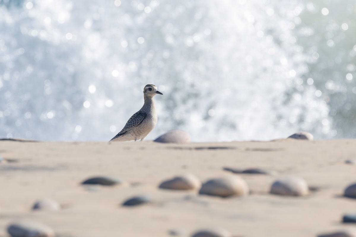 American Golden-Plover - ML643446199