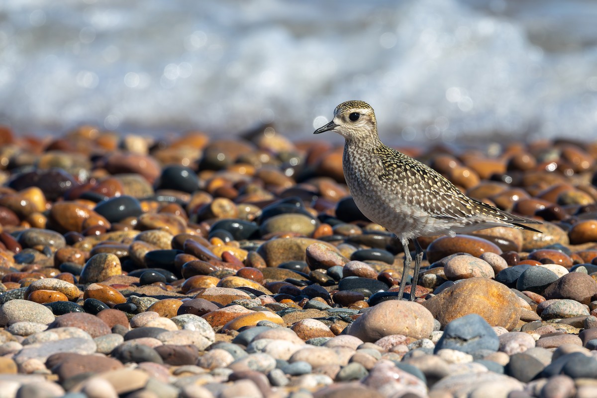 American Golden-Plover - ML643446200