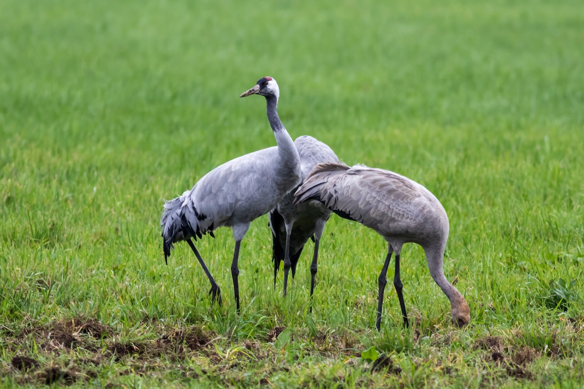 Common Crane - ML643446205