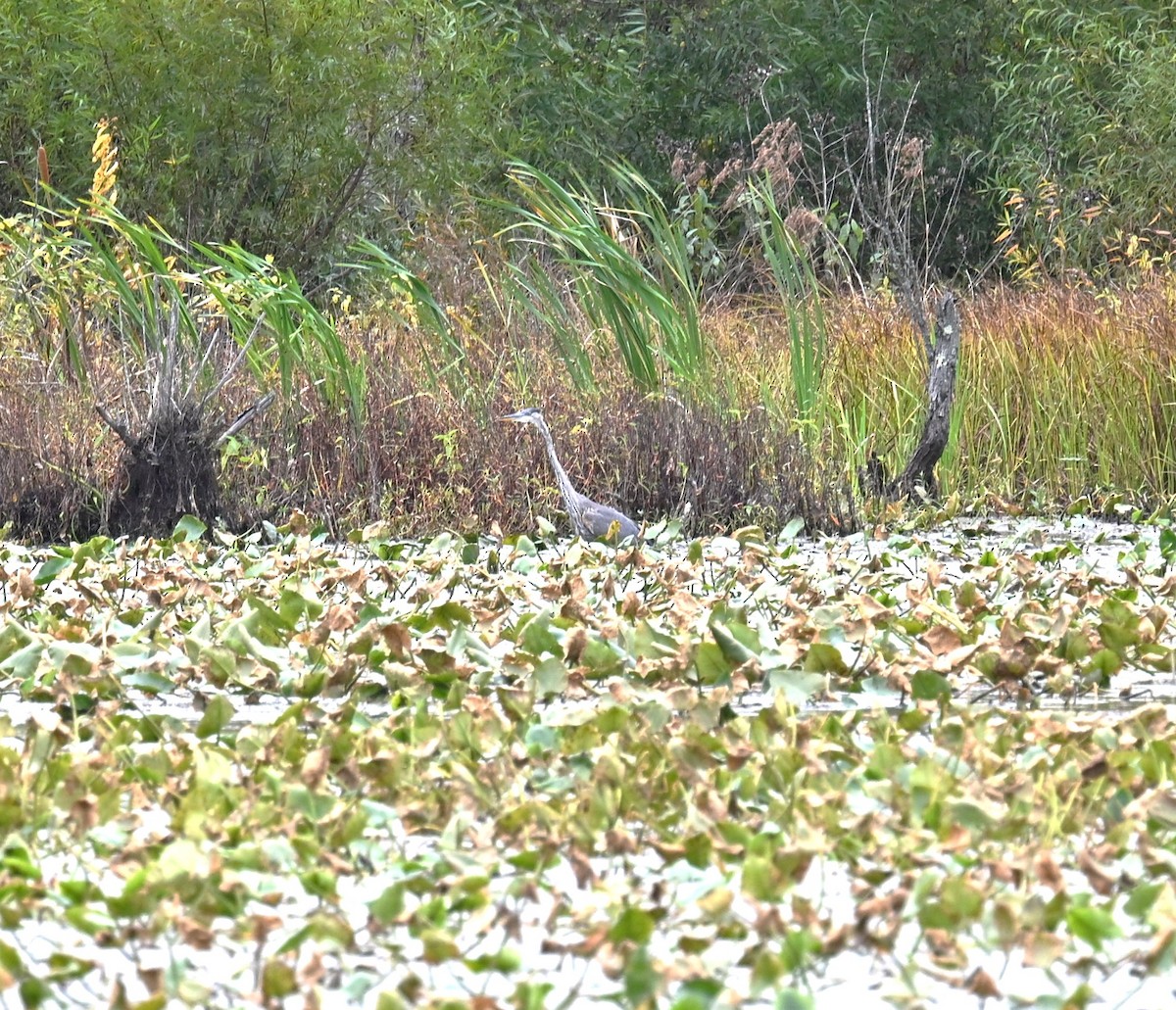 Great Blue Heron - ML643446209