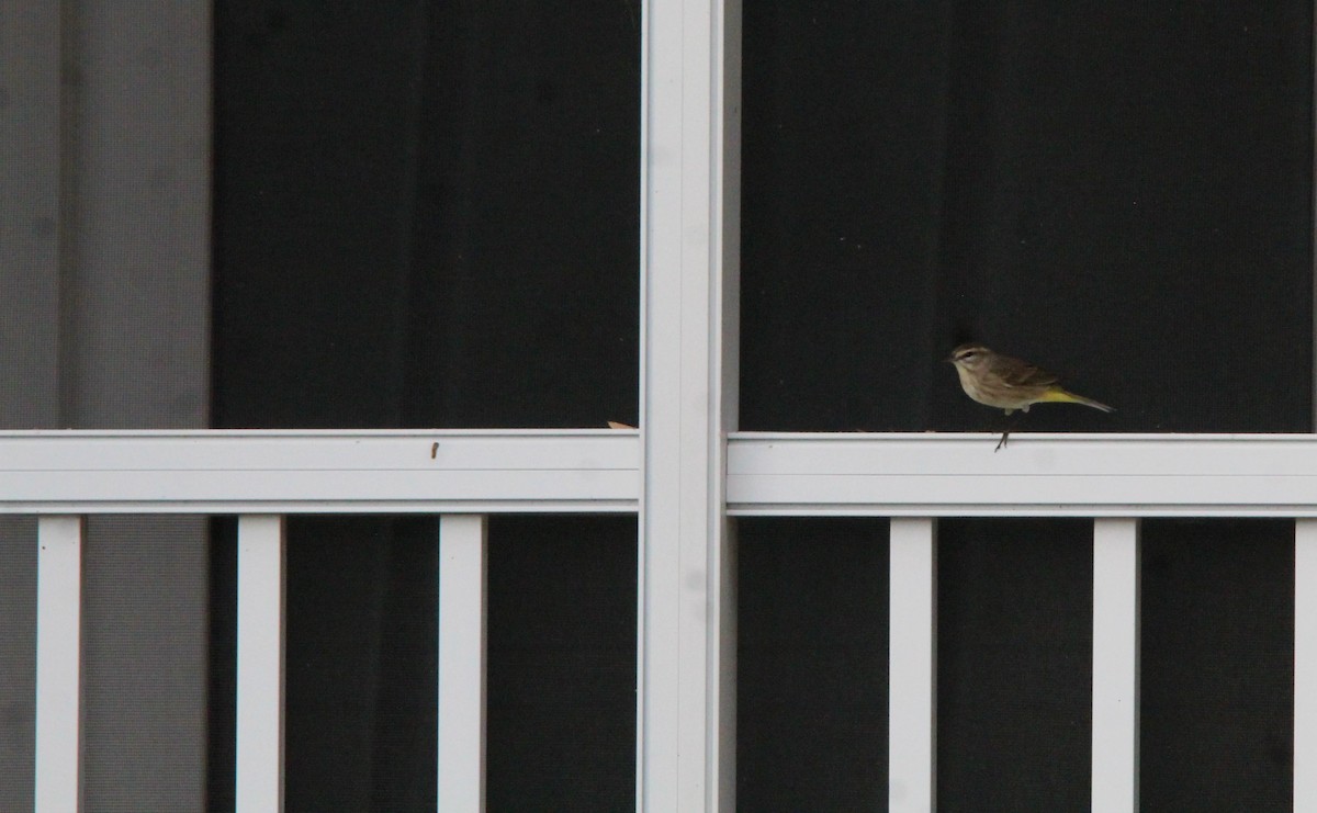 Palmenwaldsänger - ML643446219