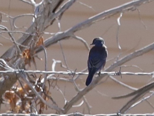 Blaukehl-Hüttensänger - ML643446226