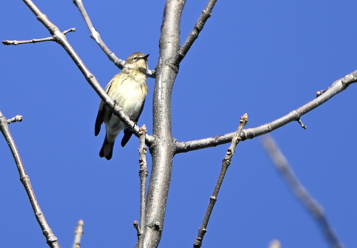 Kronenwaldsänger - ML643446227