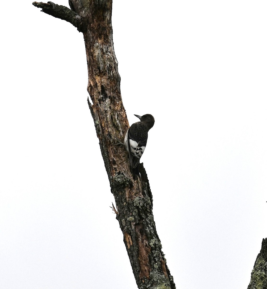 Rotkopfspecht - ML643446228