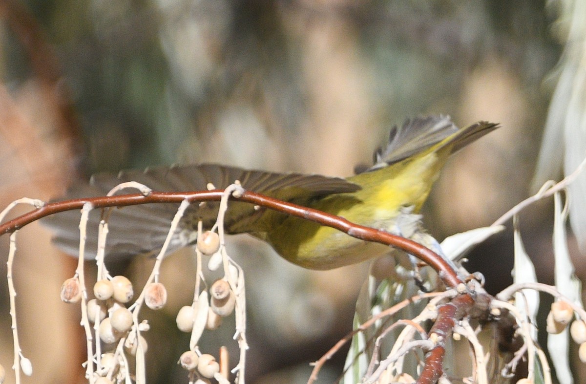 Cassinvireo - ML643446229