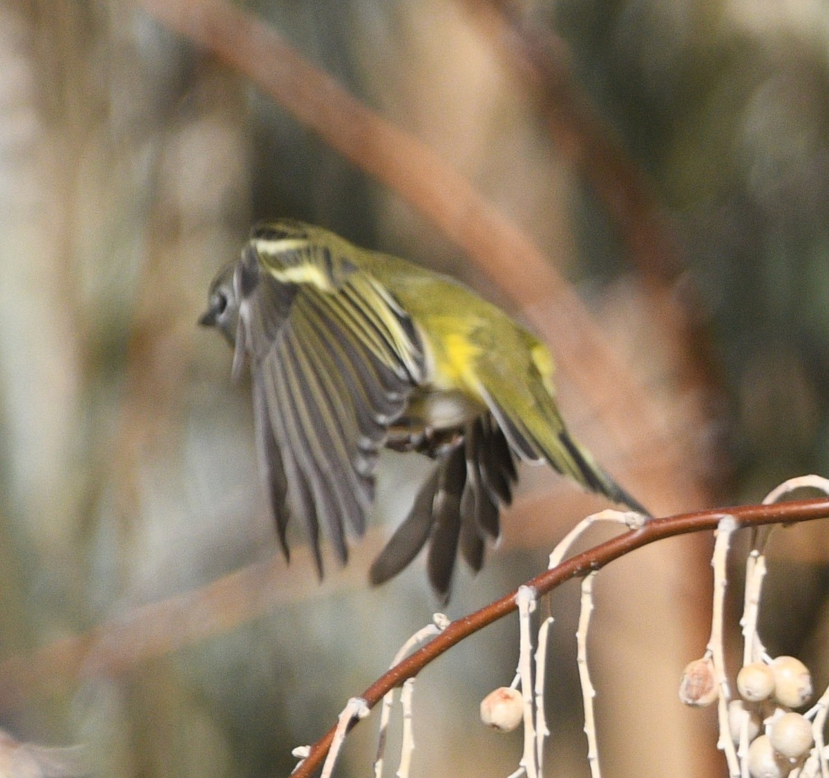 Cassinvireo - ML643446231