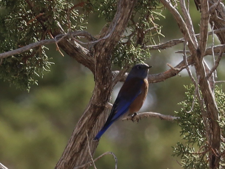 Blaukehl-Hüttensänger - ML643446233