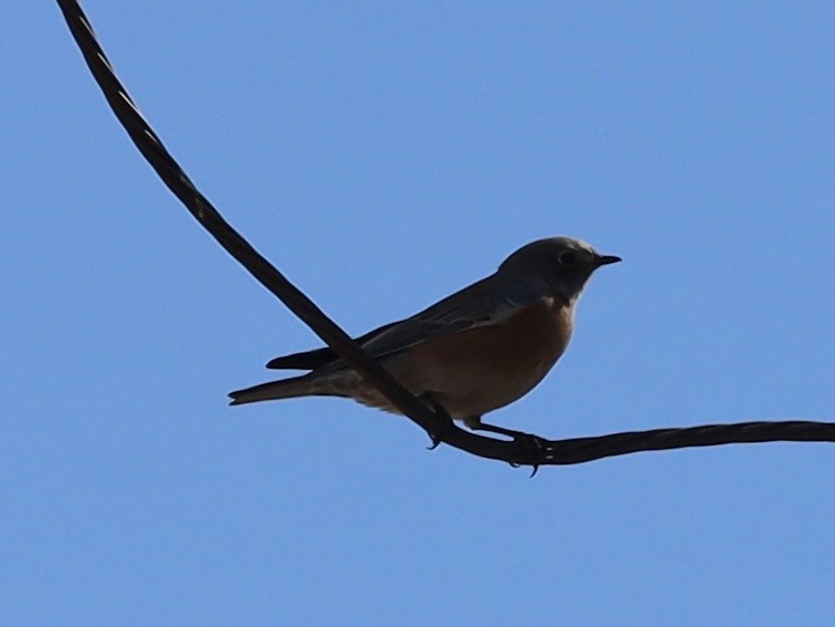 Blaukehl-Hüttensänger - ML643446236