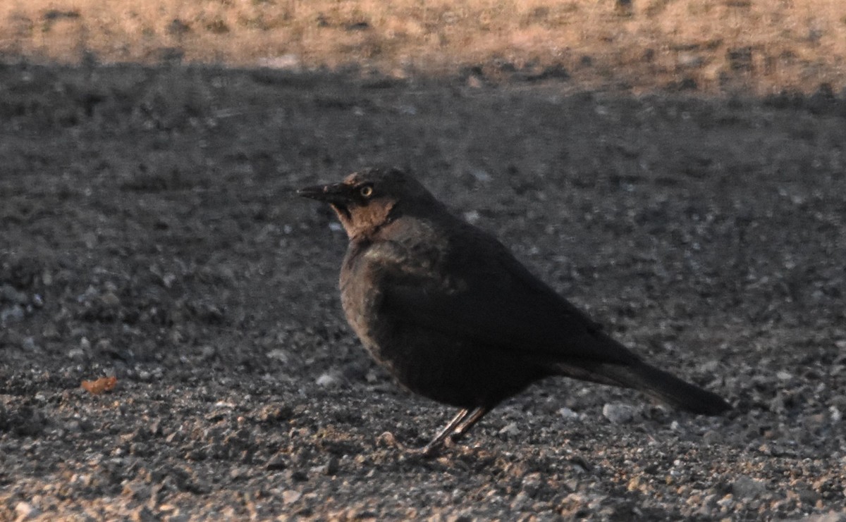 blackbird sp. - ML643446237