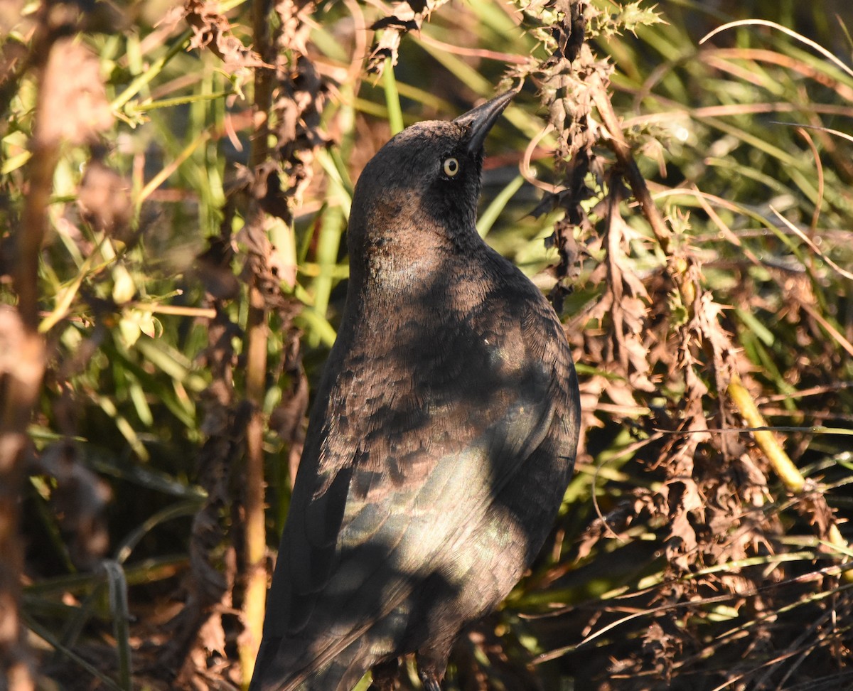blackbird sp. - ML643446245