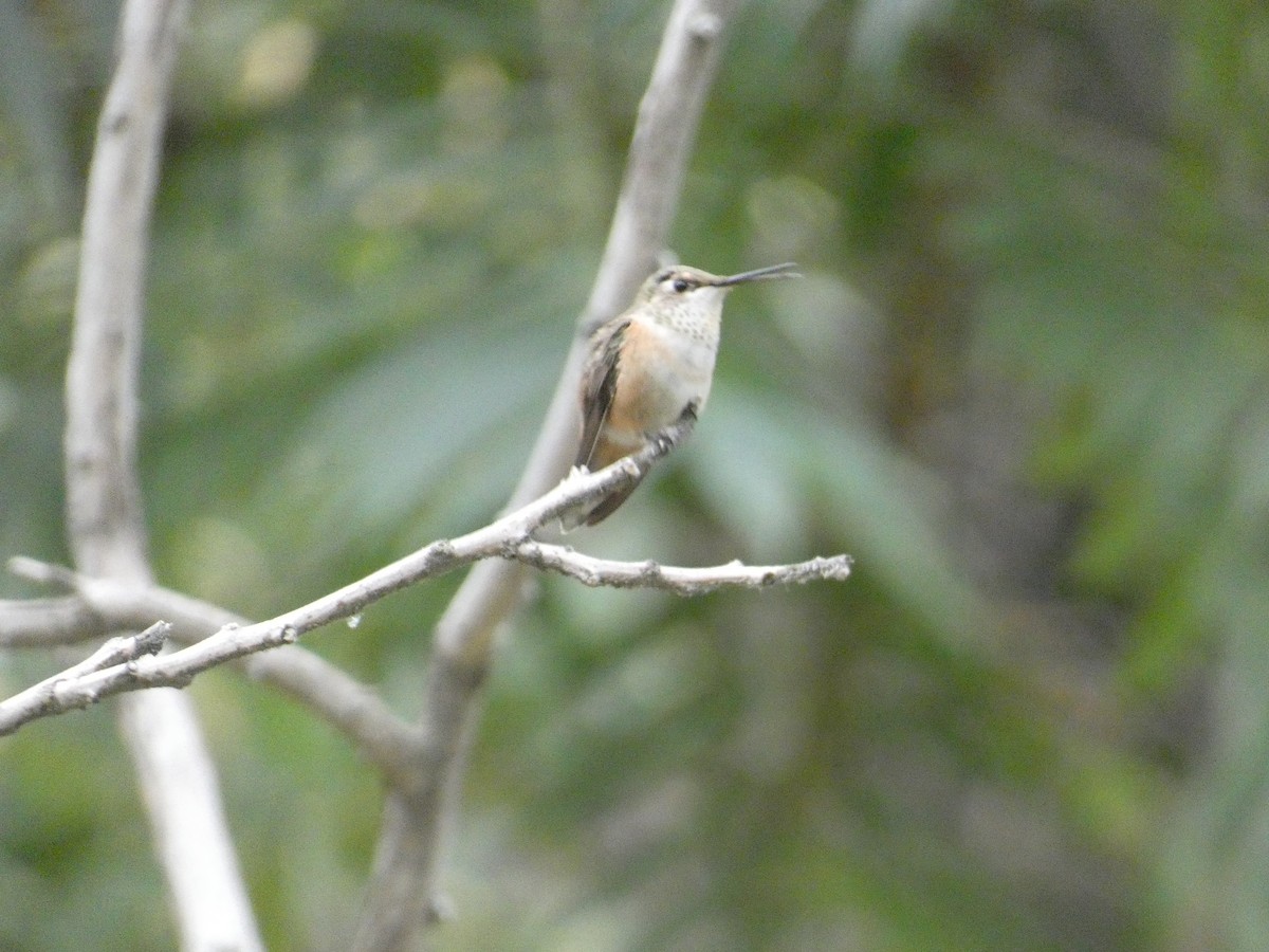 kalliopekolibri - ML643446253
