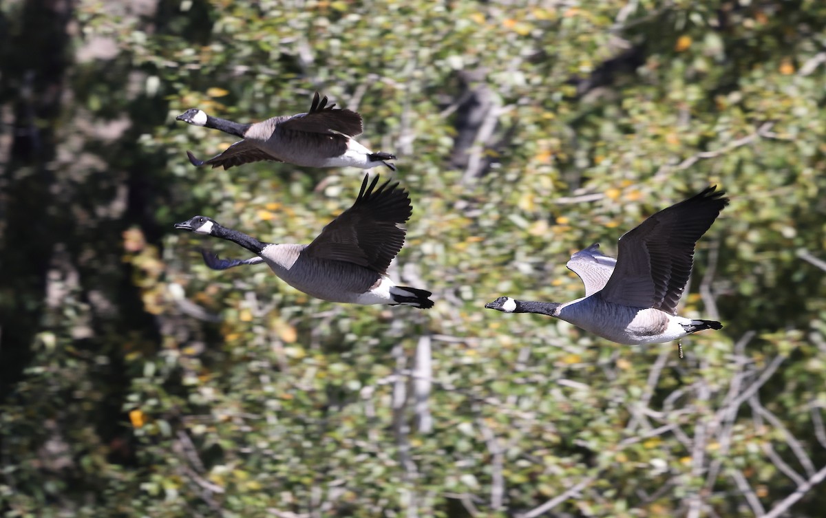 Canada Goose - ML643446257