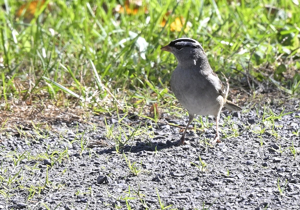 White-crowned Sparrow - ML643446260