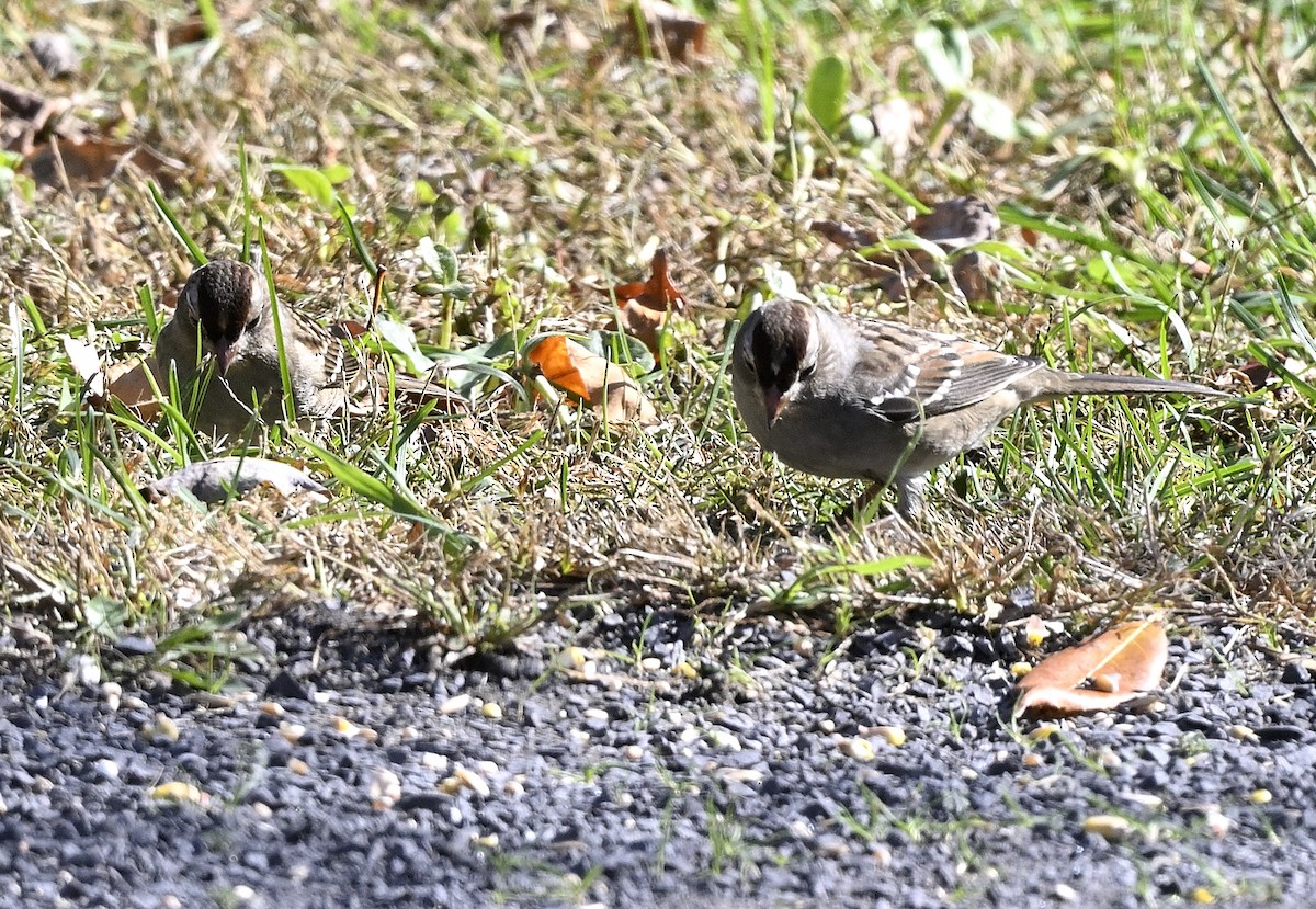 White-crowned Sparrow - ML643446261