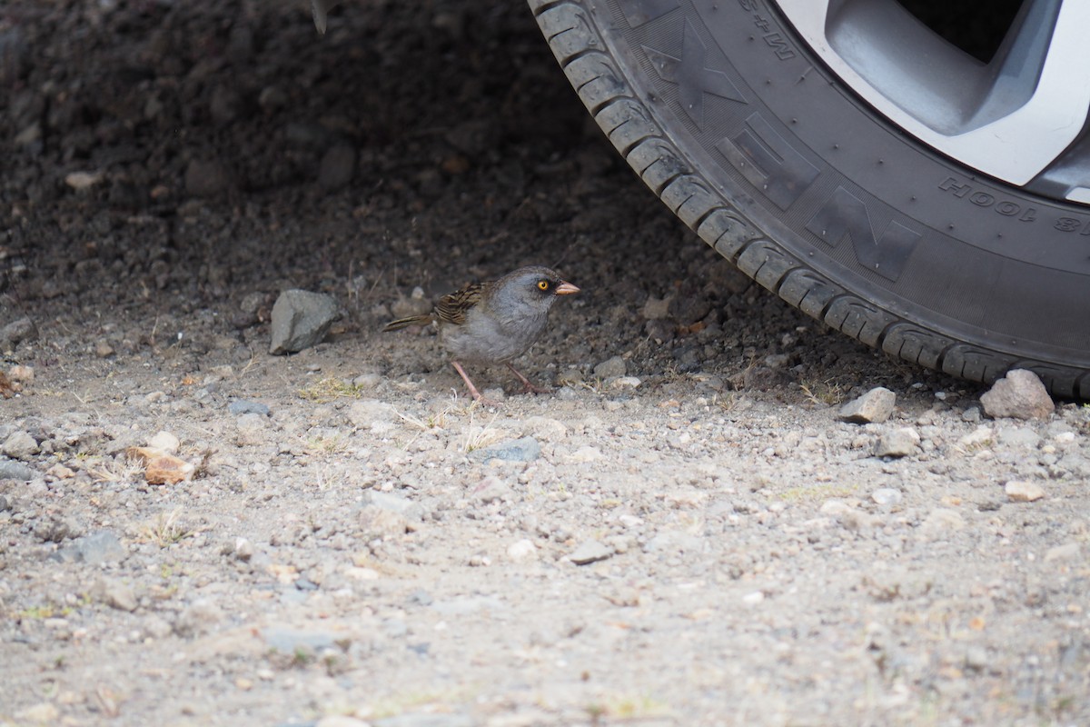 Volcano Junco - ML643446262