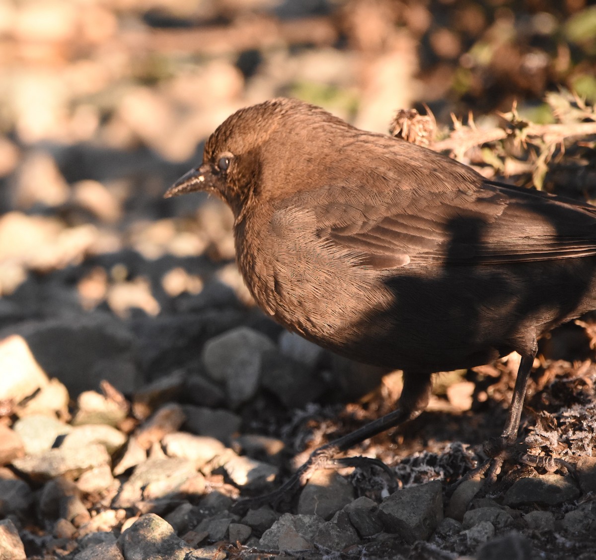 blackbird sp. - ML643446263