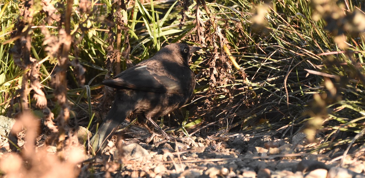 blackbird sp. - ML643446276