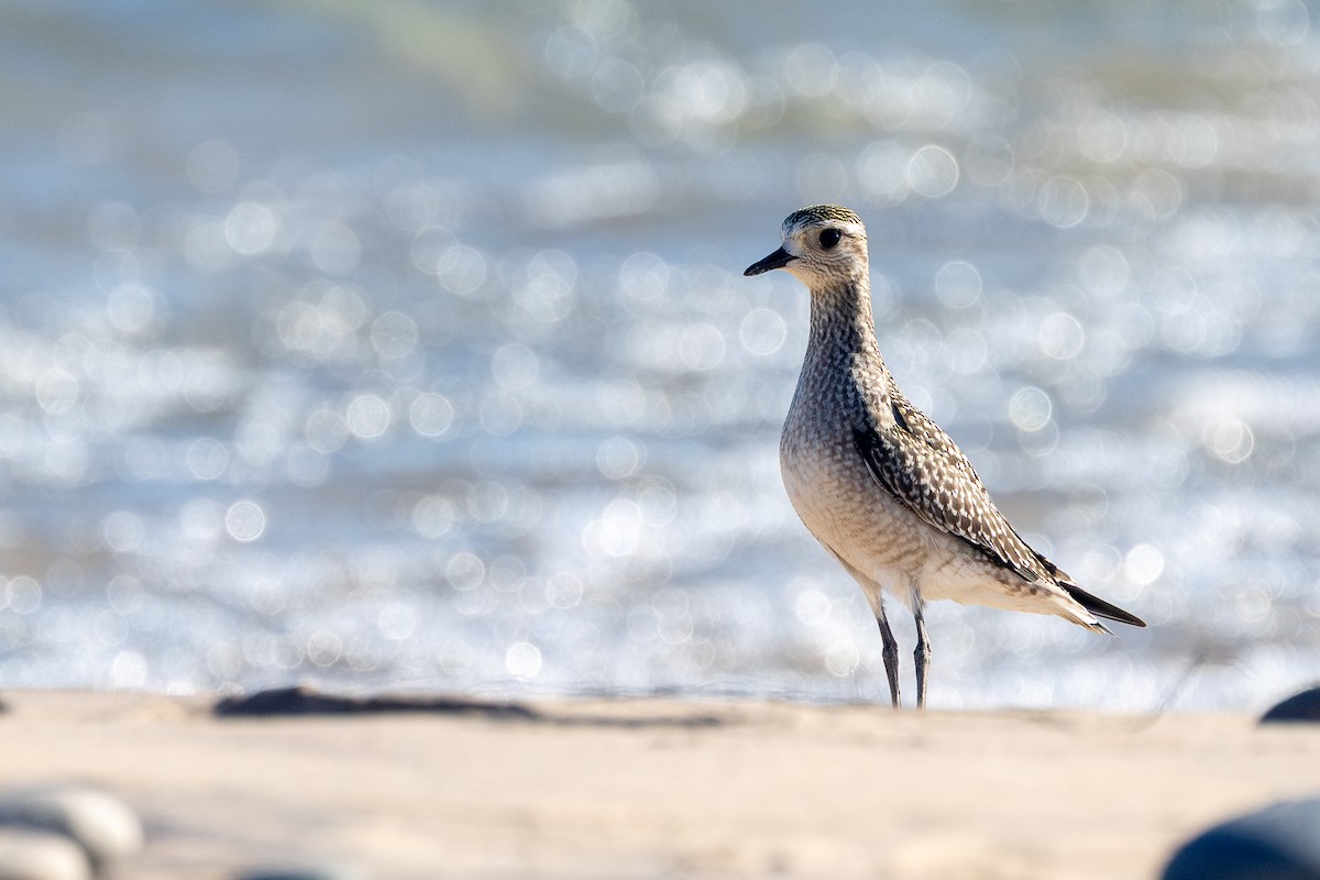 American Golden-Plover - ML643446277