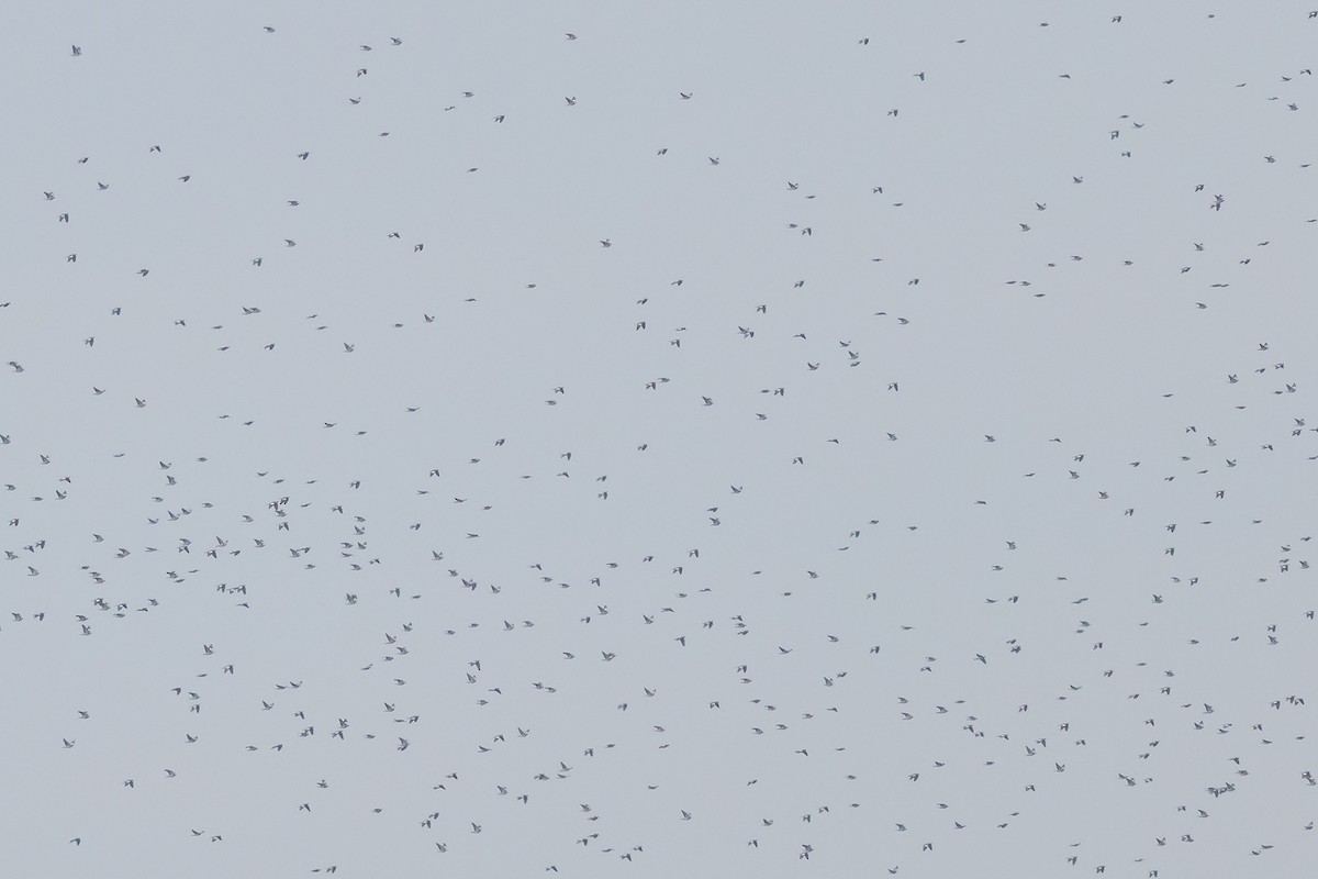 holub hřivnáč - ML643446325