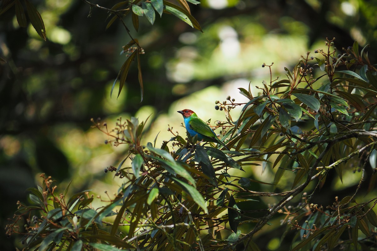 Bay-headed Tanager - ML643446330