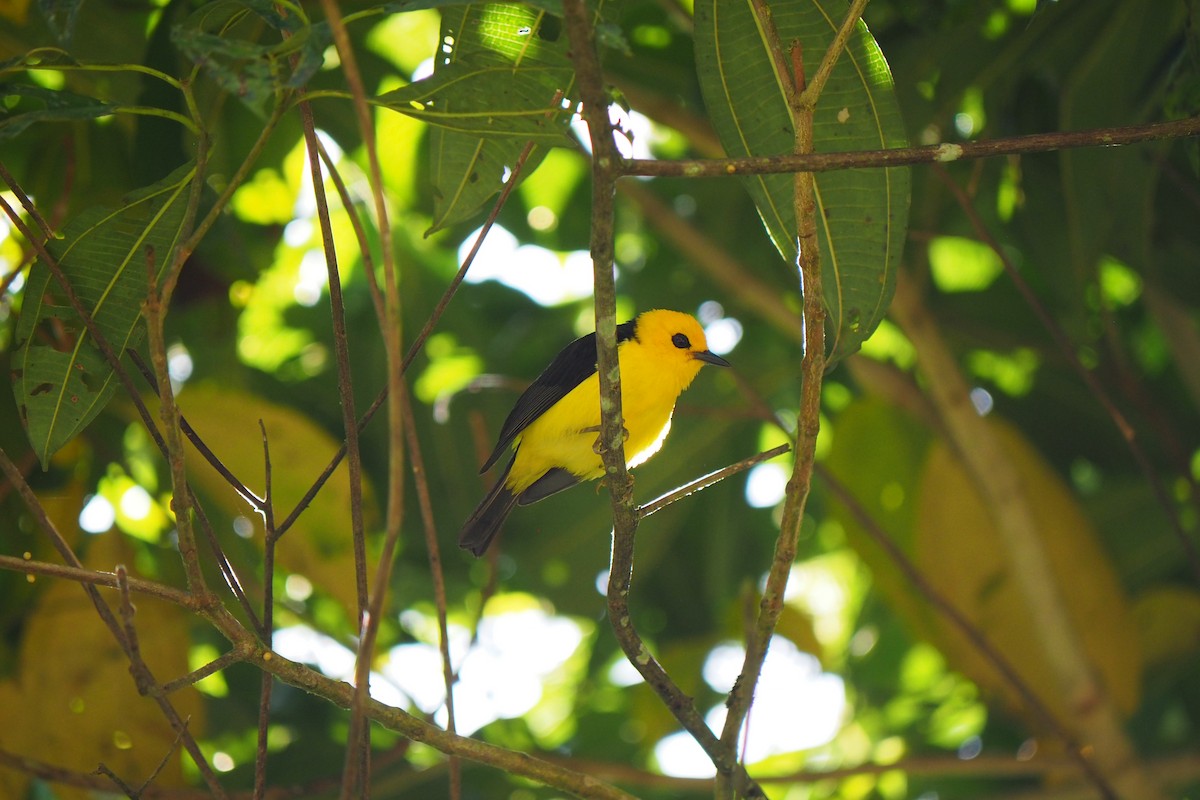 Tangara Negriamarilla - ML643446332