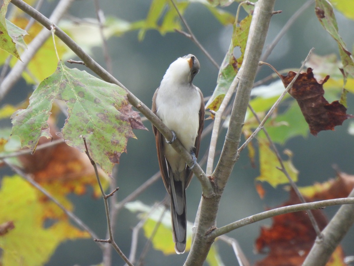 Cuclillo Piquigualdo - ML643446347