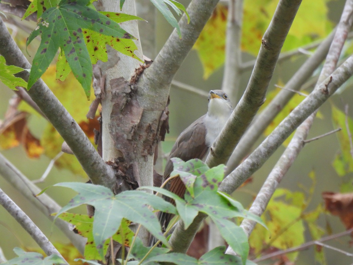 Cuclillo Piquigualdo - ML643446348