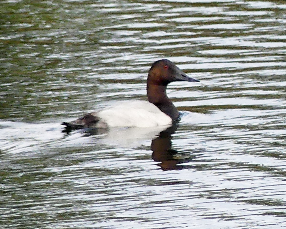 Canvasback - ML643446358