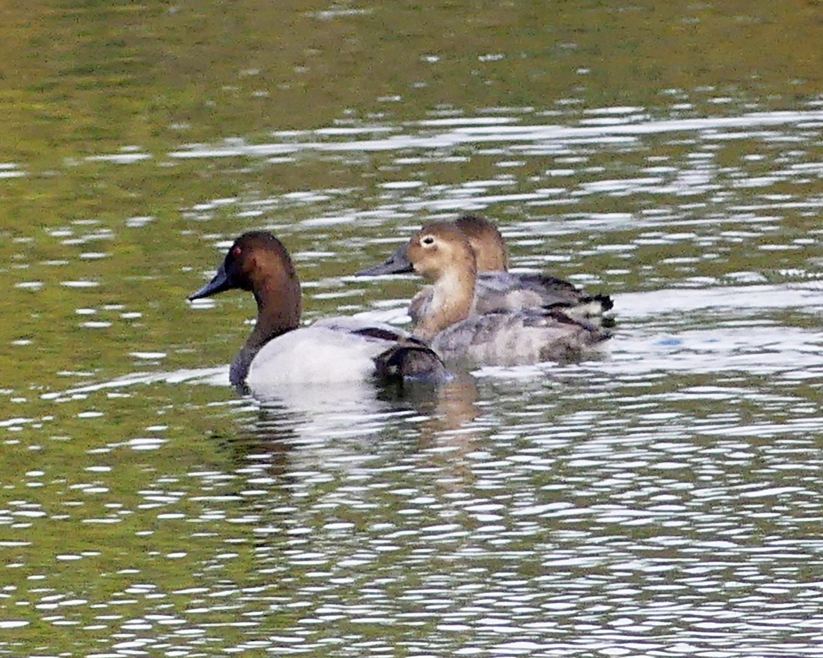 Canvasback - ML643446359