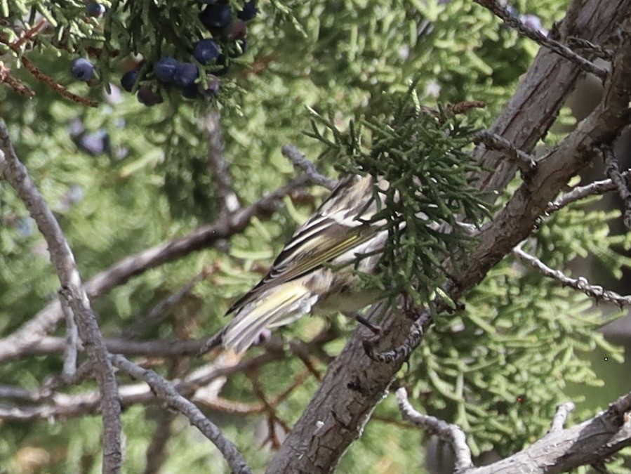Jilguero de Los Pinos - ML643446361